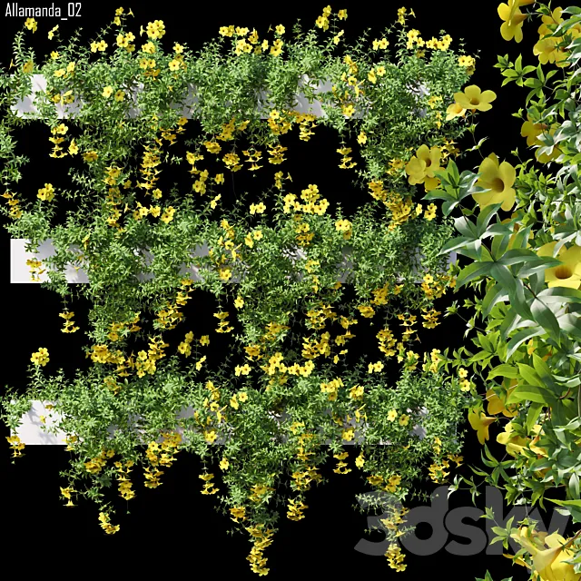 Allamanda 02 3D Model Allamanda 02 3D Model