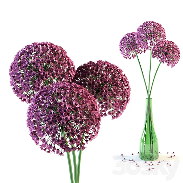 Allium flowers in vase 3D Model Allium flowers in vase 3D Model