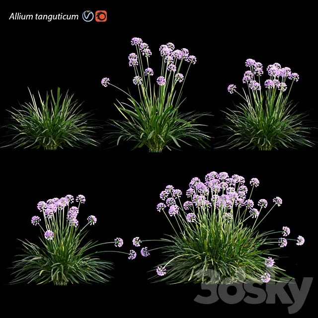 Allium tanguticum_03 3D Model