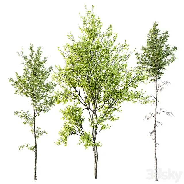 Alnus Glutinosa and Betula Pendula spring trees 3D Model Alnus Glutinosa and Betula Pendula spring trees 3D Model