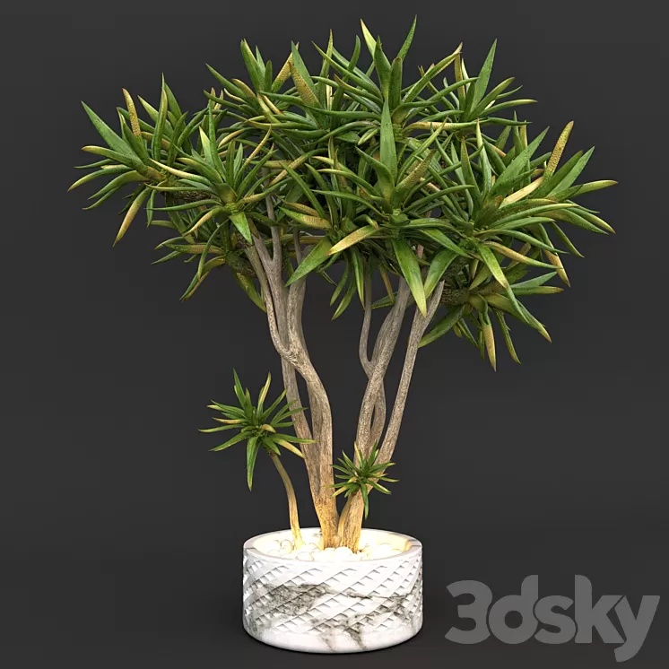 Aloe dichotoma (quiver tree) 3D Model Aloe dichotoma (quiver tree) 3D Model