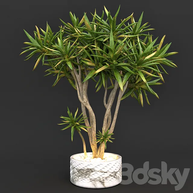 Aloe dichotoma (quiver tree) 3DModel - 3DSKY Decor Helper