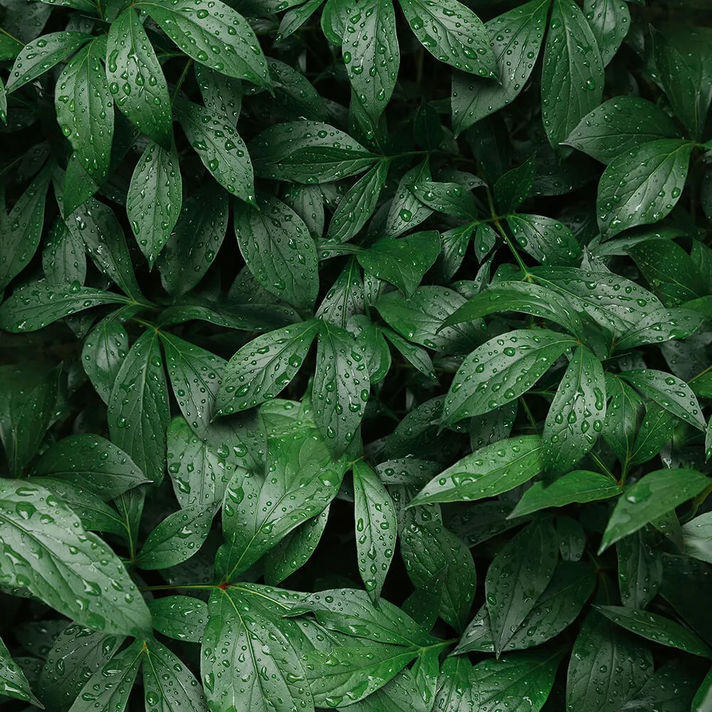 Alumoart – Interior panel Botanical Garden 3D Model Alumoart – Interior panel Botanical Garden 3D Model