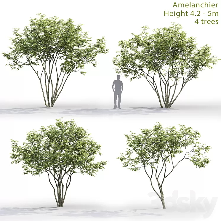 Amelanchier 3D Model Amelanchier 3D Model