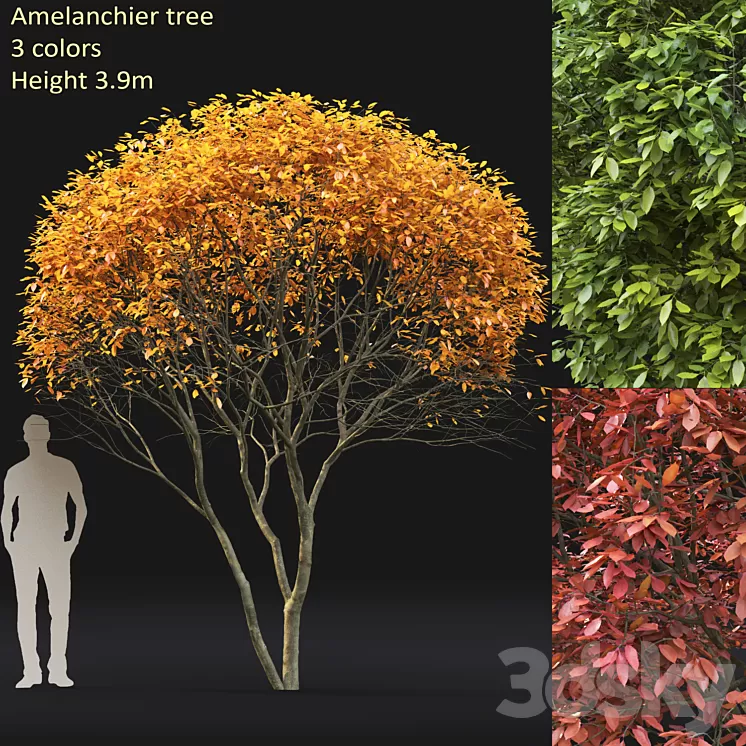 Amelanchier 3D Model
