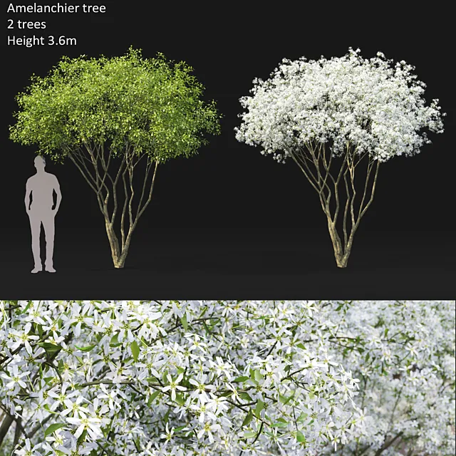 Amelanchier 3D Model
