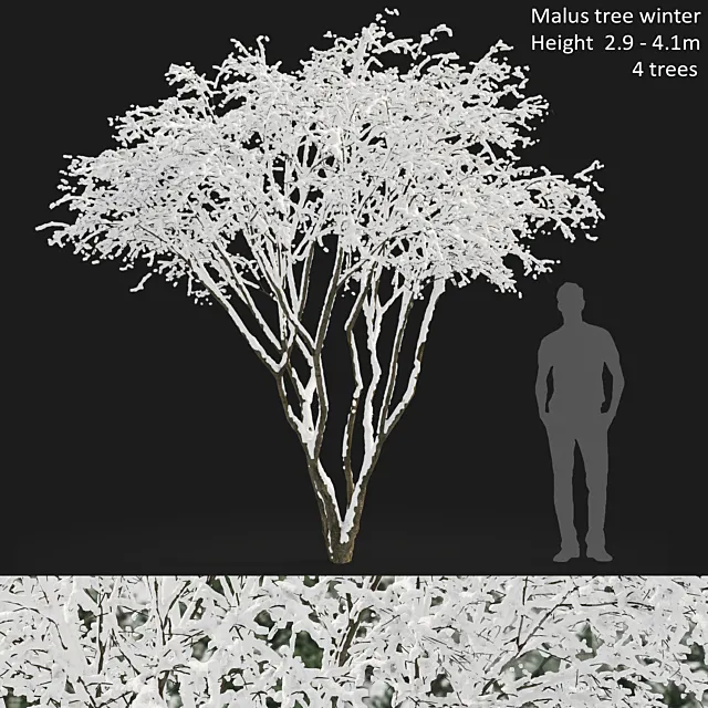 Amelanchier 3D Model