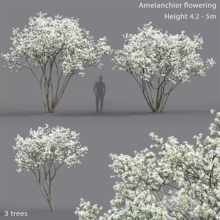 Amelanchier 3D Model