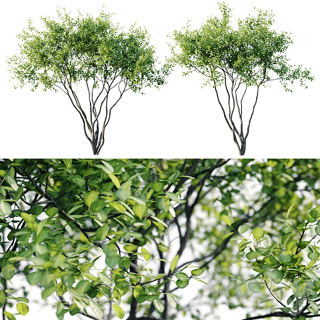 Amelanchier 4m 3D Model