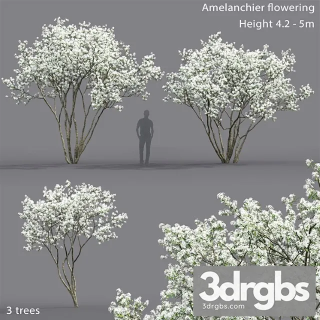 Amelanchier 5 3D Model Download Amelanchier 5 3D Model Download