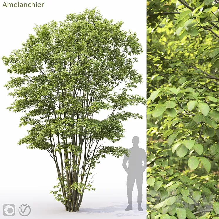 Amelanchier #5 3D Model Free Download Amelanchier #5 3D Model Free Download