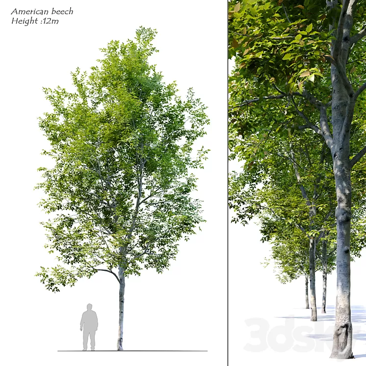 American Beech 4 3D Model