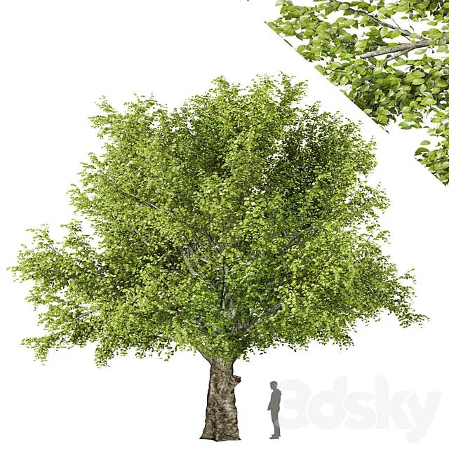 American beech tree 3D Model