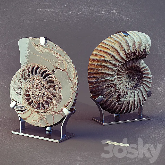Ammonites 3D Model Ammonites 3D Model