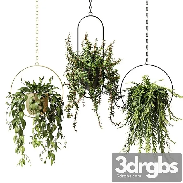 Ampel Plants In Hanging Planters Set 13 3D Model Download