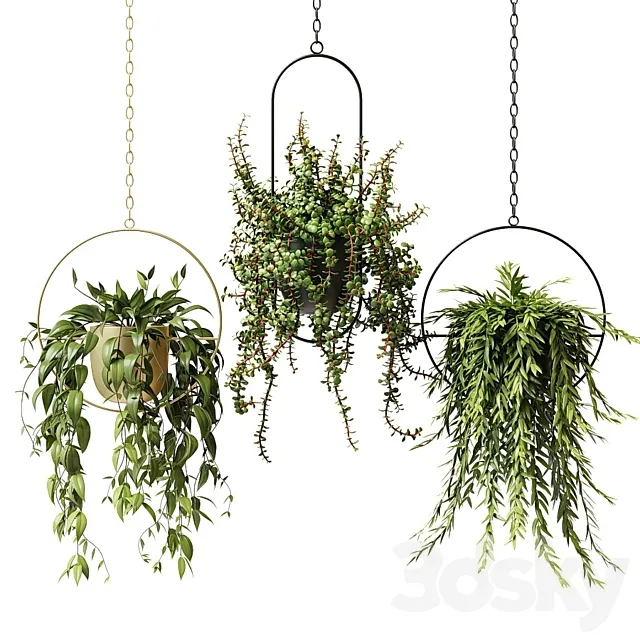 Ampel plants in hanging planters – set 13 3D Model
