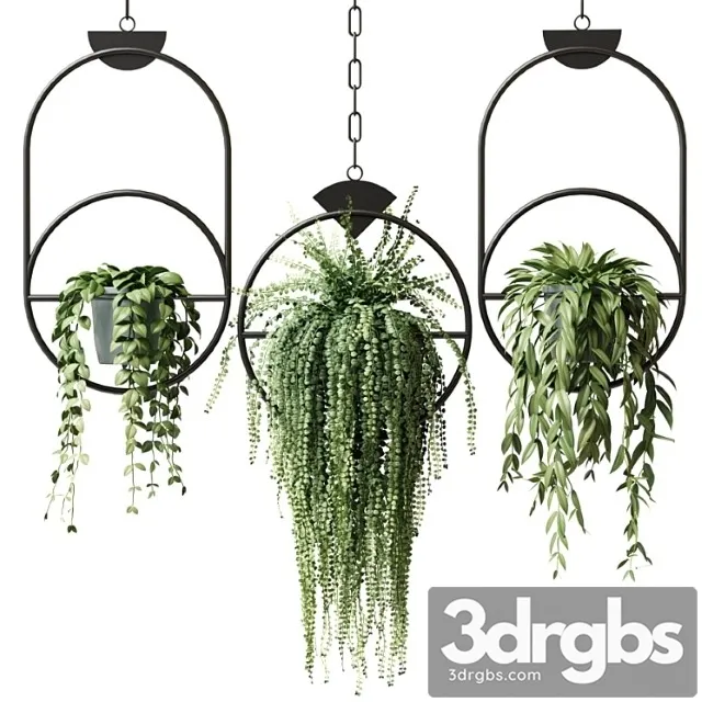 Ampel Plants In Hanging Pots With Black Rings Set 15 3D Model Download