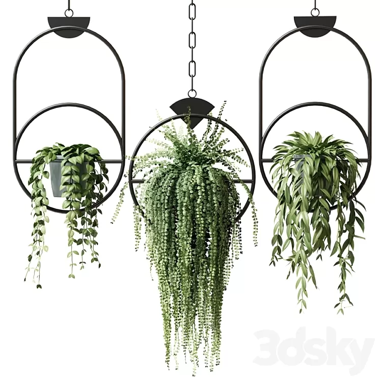 Ampel plants in hanging pots with black rings – set 15 3D Model Ampel plants in hanging pots with black rings – set 15 3D Model