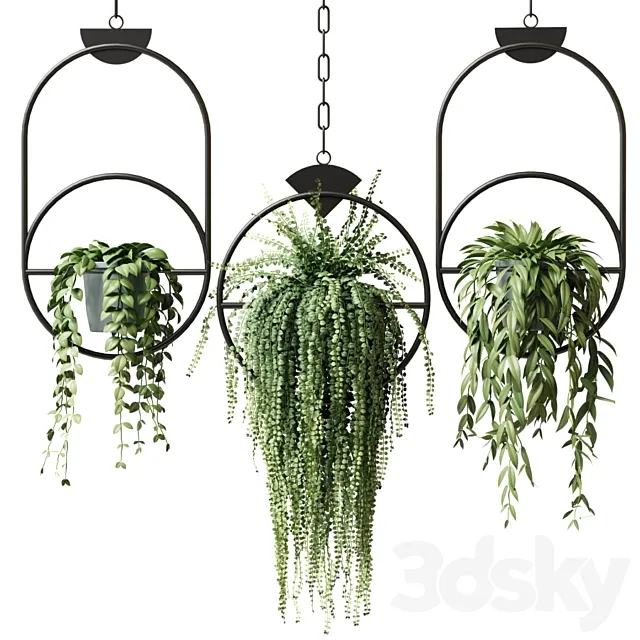 Ampel plants in hanging pots with black rings – set 15 3DModel