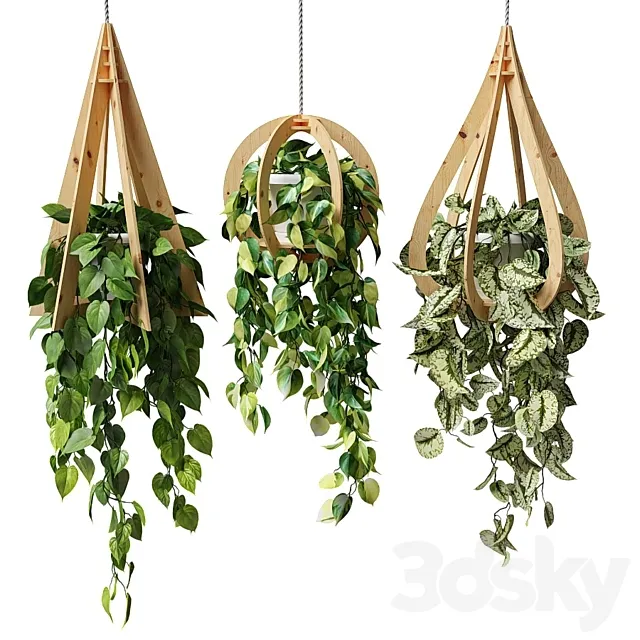 Ampel plants in hanging wooden pots 3D Model
