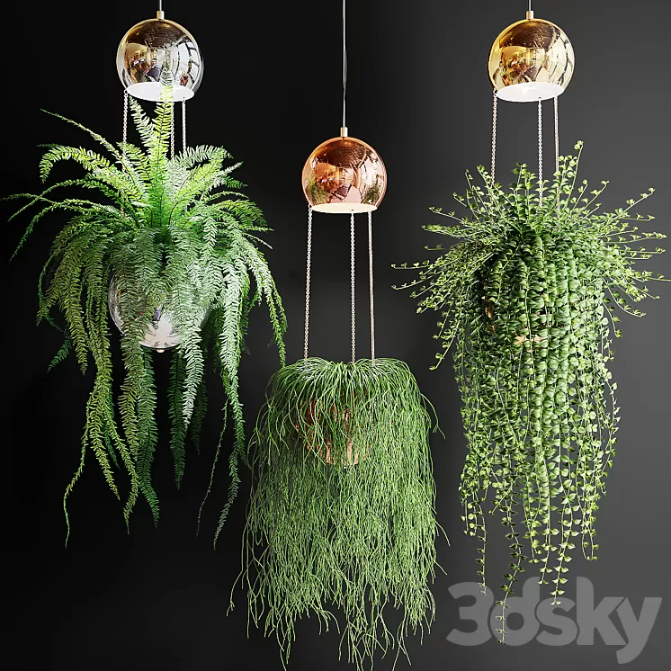 Ampel plants in pots with lamps 3D Model