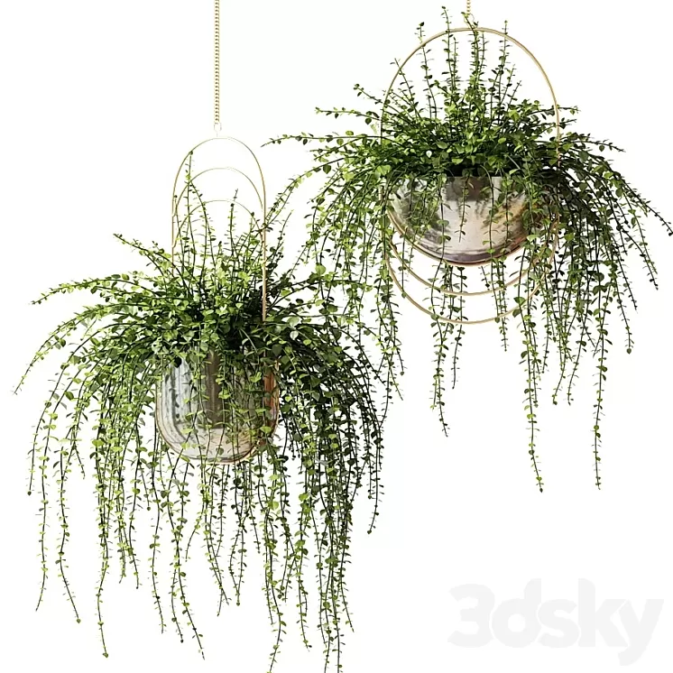 Ampel plants in shiny designer pots 3D Model Ampel plants in shiny designer pots 3D Model