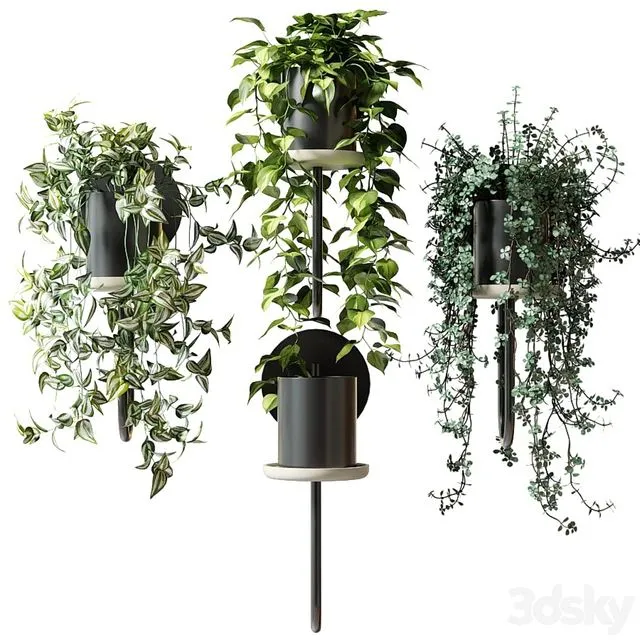 Ampel plants in wall planters CIGALES WALL by Miniforms 3D Model Ampel plants in wall planters CIGALES WALL by Miniforms 3D Model