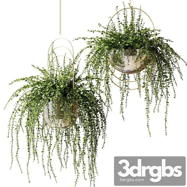 Ampelnye Rasteniia V Blestiashchikh Dizainerskikh Kashpo 3D Model Download