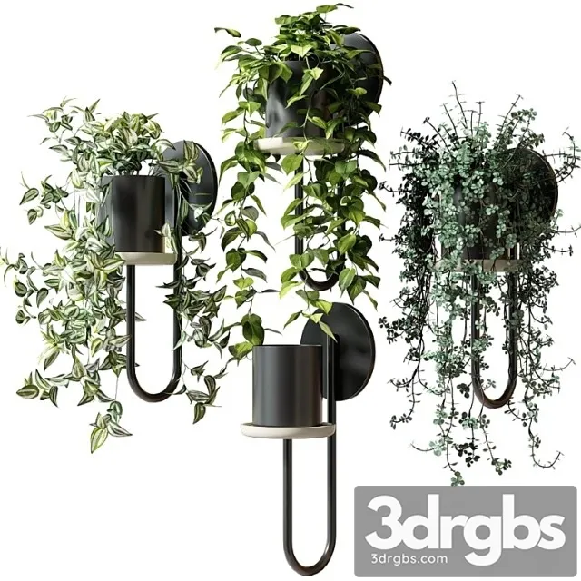 Ampelnye Rasteniia V Nastennykh Kashpo Cigales Wall Ot Miniforms 3D Model Download