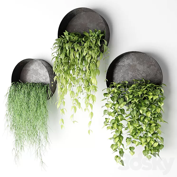 Ampelous plants in basins 3D Model