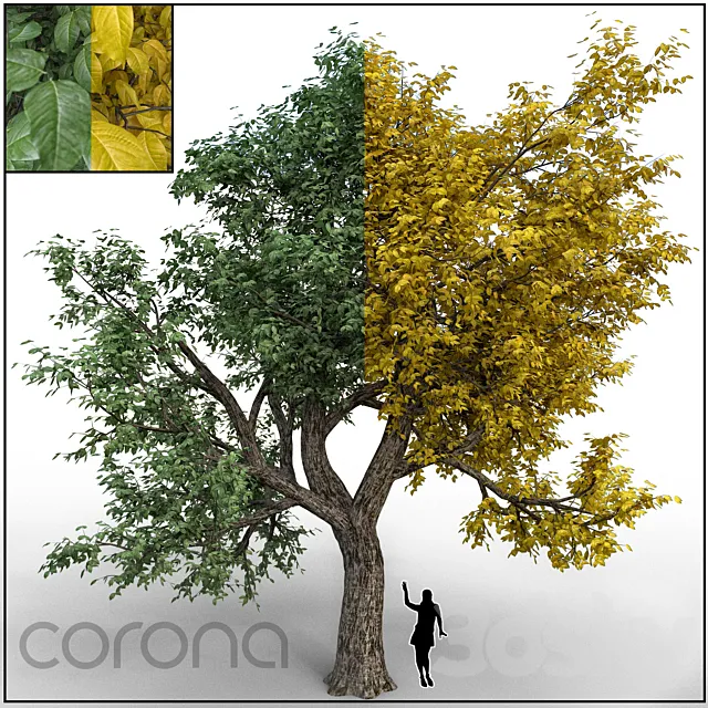 Amur cork 3D Model Amur cork 3D Model