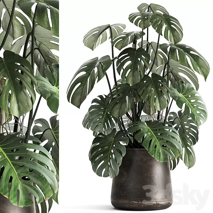 An exotic plant in a rusty metal pot with a Monstera bush. 1001. 3D Model