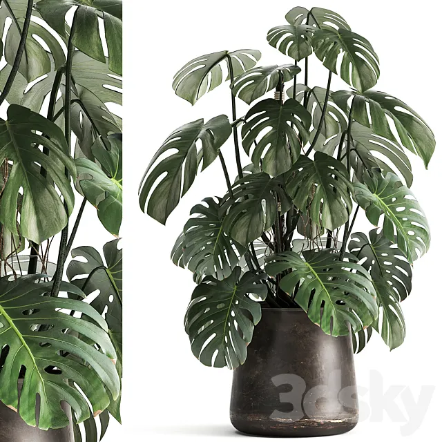 An exotic plant in a rusty metal pot with a Monstera bush. 1001. 3DModel An exotic plant in a rusty metal pot with a Monstera bush. 1001. 3DModel
