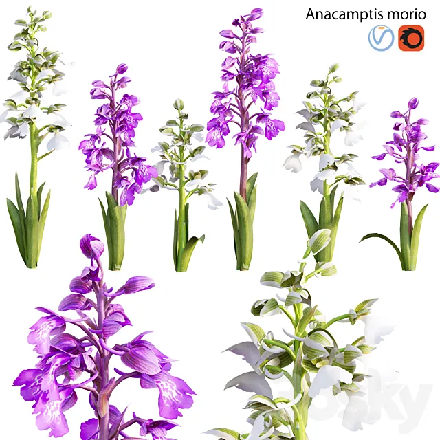 Anacamptis morio – Green winged orchid 3D Model Anacamptis morio – Green winged orchid 3D Model