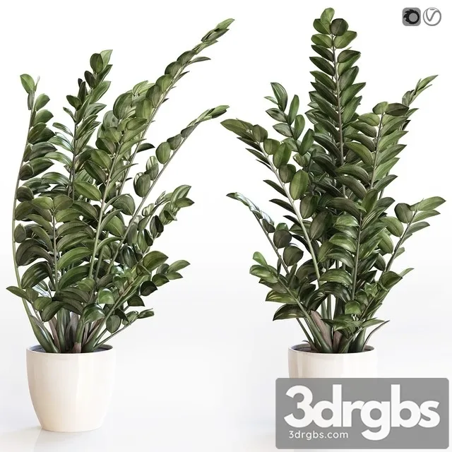 Angular Flowerpot Zamiokulkas in a White Vase 3D Model Download