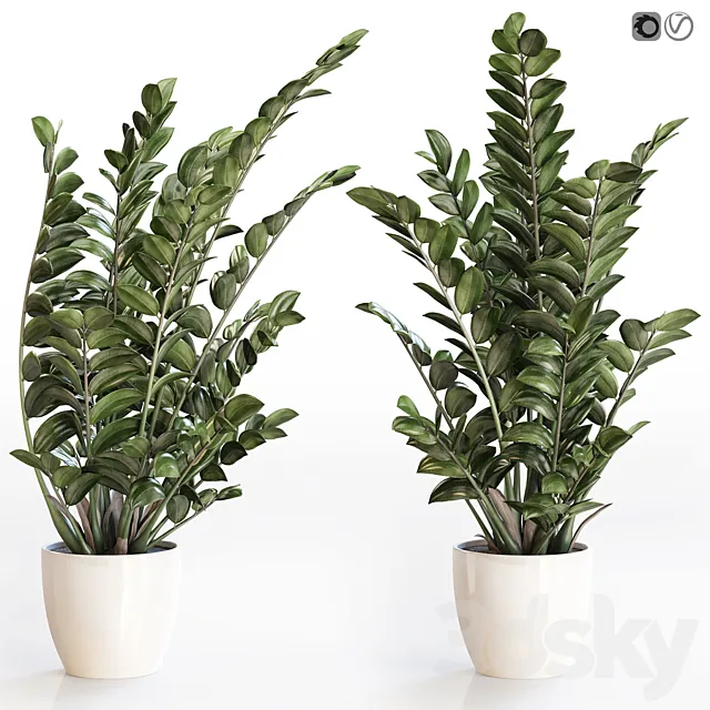 Angular flowerpot Zamiokulkas in a white vase 3D Model Angular flowerpot Zamiokulkas in a white vase 3D Model