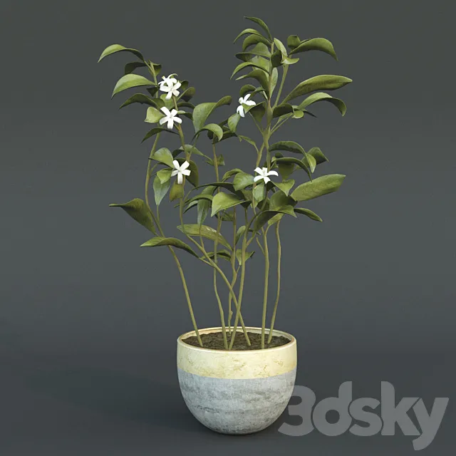 Animated Azahar flower 3D Model Animated Azahar flower 3D Model