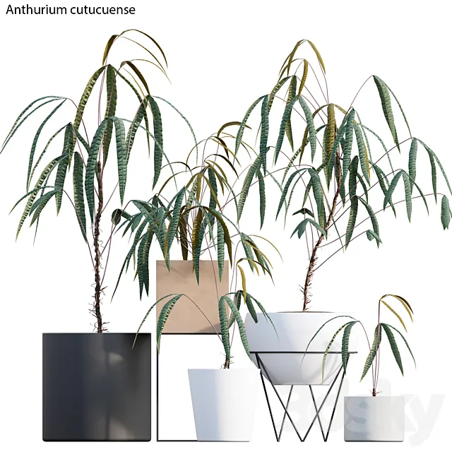 Anthurium cutucuense 3DModel Anthurium cutucuense 3DModel