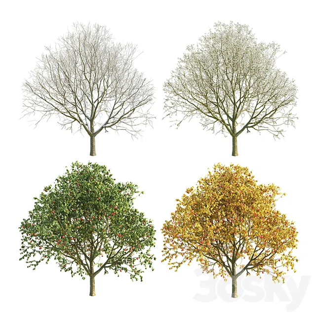 Apple tree 3 season 3D Model Apple tree 3 season 3D Model