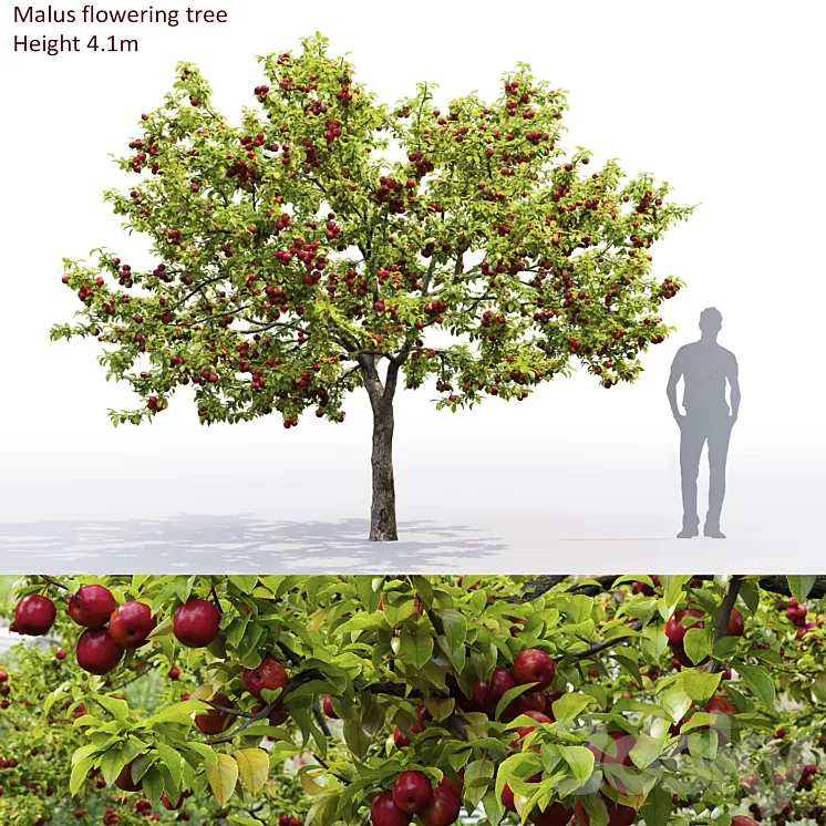 Apple tree 3D Model