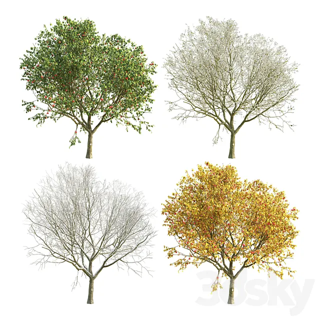 Apple Tree 4 Seasons 3D Model Apple Tree 4 Seasons 3D Model