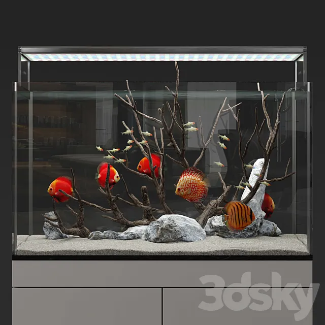 Aquarium discus fish 3DModel Aquarium discus fish 3DModel