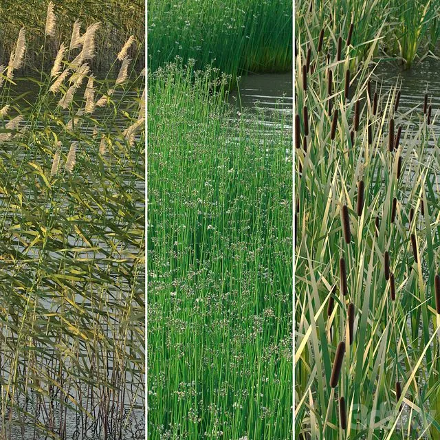 Aquatic plants 3D Model Aquatic plants 3D Model