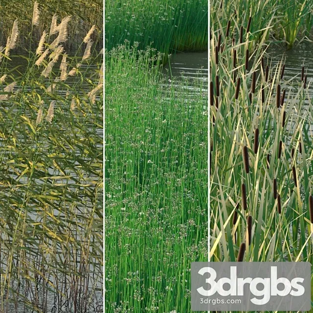 Aquatic plants Aquatic plants