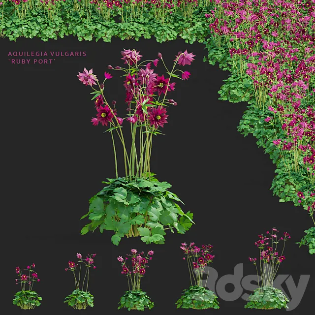 Aquilegia vulgaris flowers | Aquilegia vulgaris ruby port 3D Model