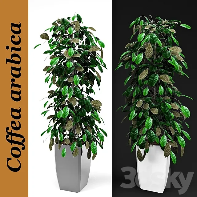 Arabica coffee 3D Model Arabica coffee 3D Model