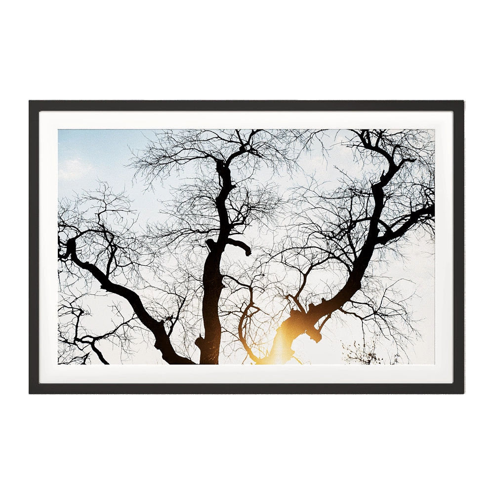 ArArArt – Picture #03 Branches in the Sun 3D Model