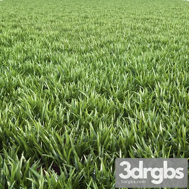 Arch Grass 02 Arch Grass 02