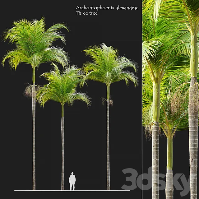 Archontophoenix alexandrae 3D Model