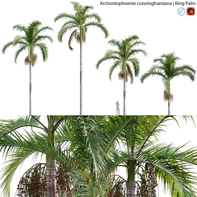 Archontophoenix cunninghamiana – King Palm – 01 3D Model